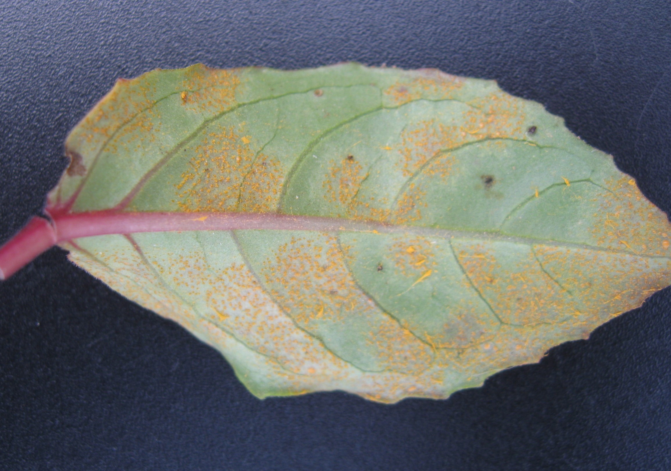 Fuchsia rust – bright orange pustules on the lower leaf surface, often with red or purple spotting on the upper leaf surface